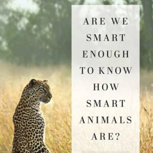 تصویر کتاب آن قدر هوشمند هستیم که هوشمندی جانوران را درک کنیم نوشته فرانس دوالAre We Smart Enough to Know How Smart Animals Are? Book by Frans de Waal